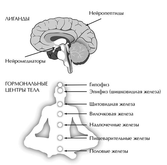 Нейропептиды - Нейромедиаторы